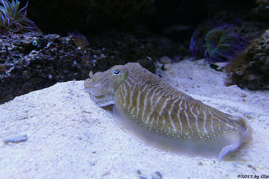 Gewöhnlicher Tintenfisch