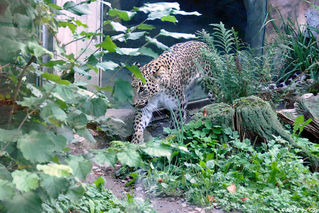 Nordpersischer Leopard (Afghanischer Leopard)