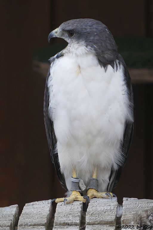 Rotrückenbussard