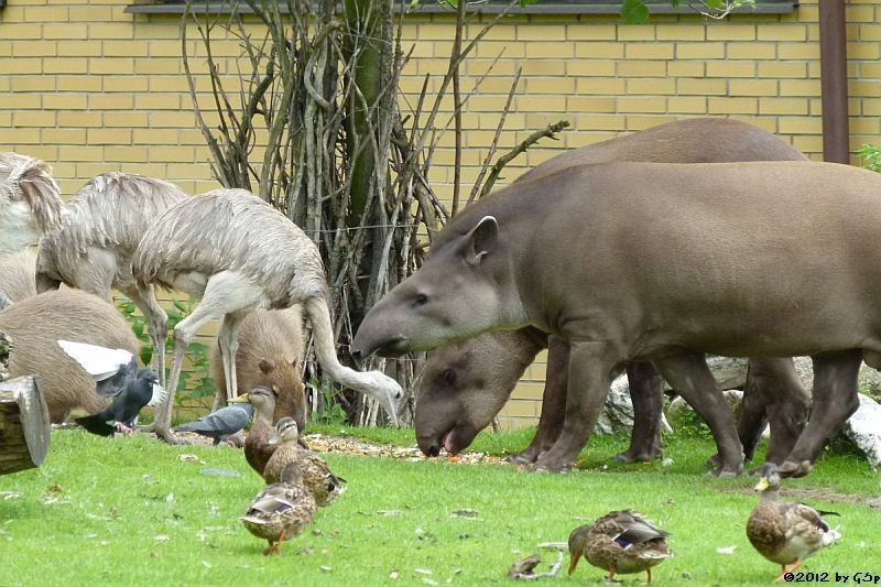 Nandu, Capybara, Flachlandtapir