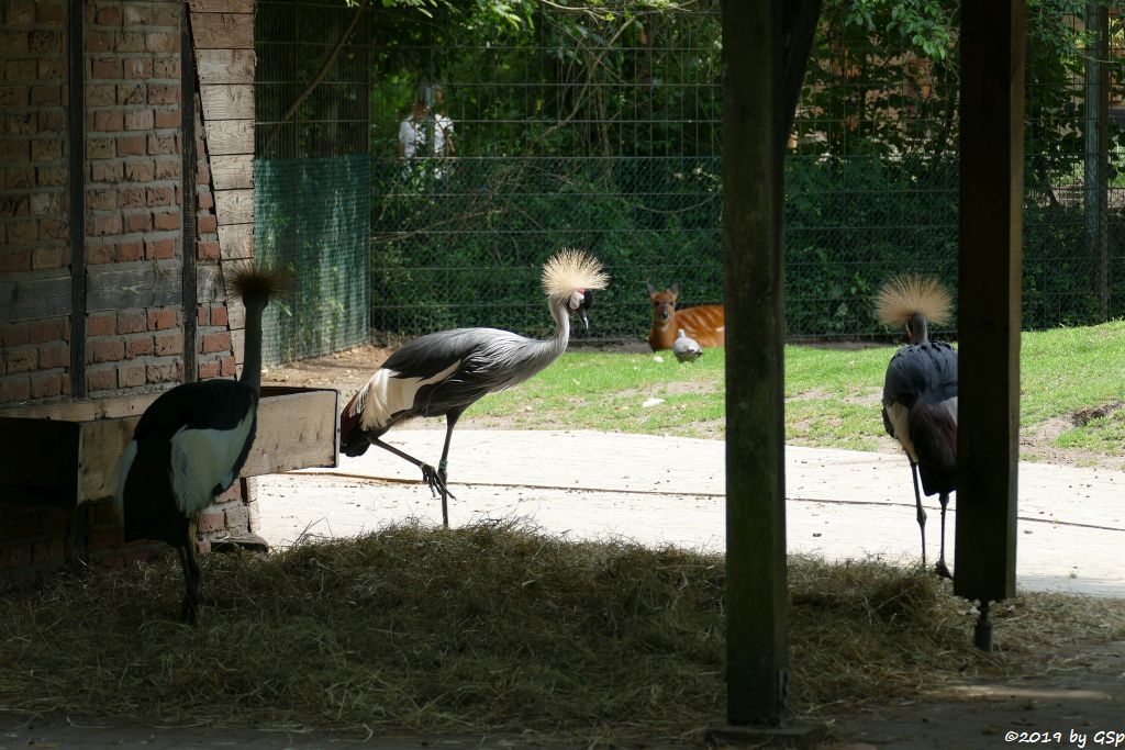 Ostafrikanischer Kronenkranich, Westliche Sitatunga