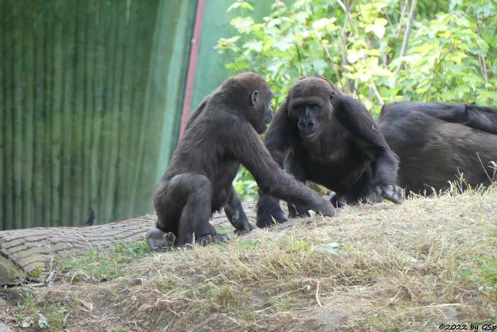 Westlicher Flachlandgorilla