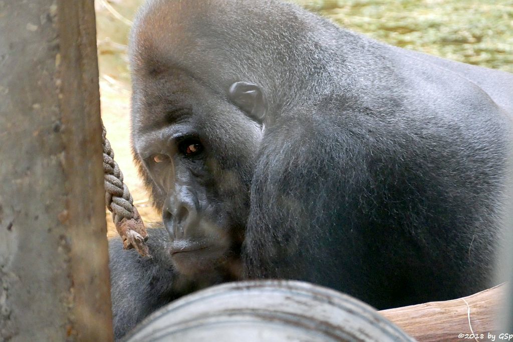 Flachlandgorilla