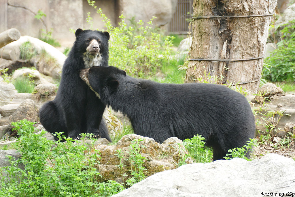 Brillenbär (Andenbär)