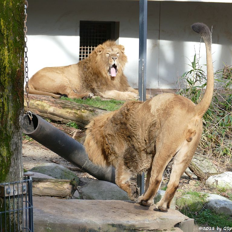 Asiatischer Löwe