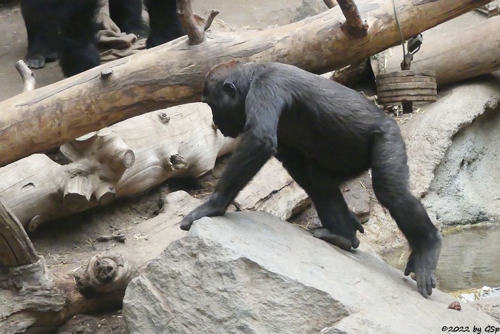 Westlicher Flachlandgorilla