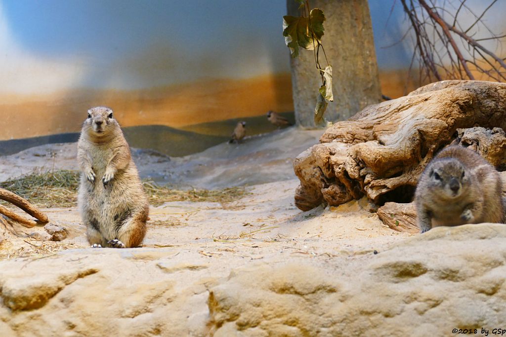 Kap-Borstenhörnchen, Siedelweber (Siedelsperling)