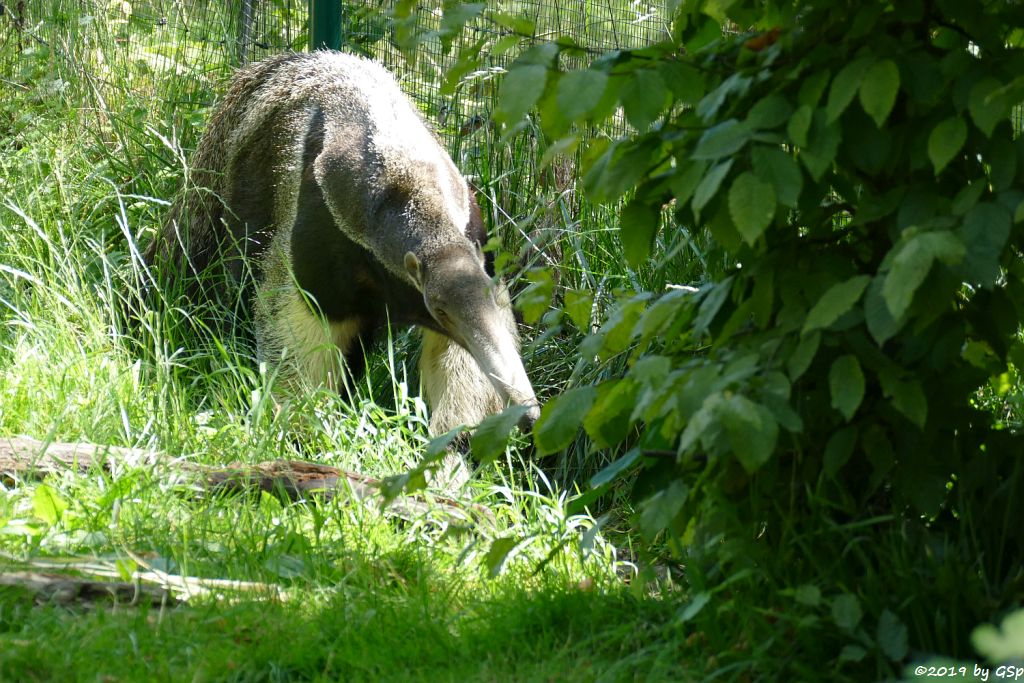 Großer Ameisenbär (Yurumi)