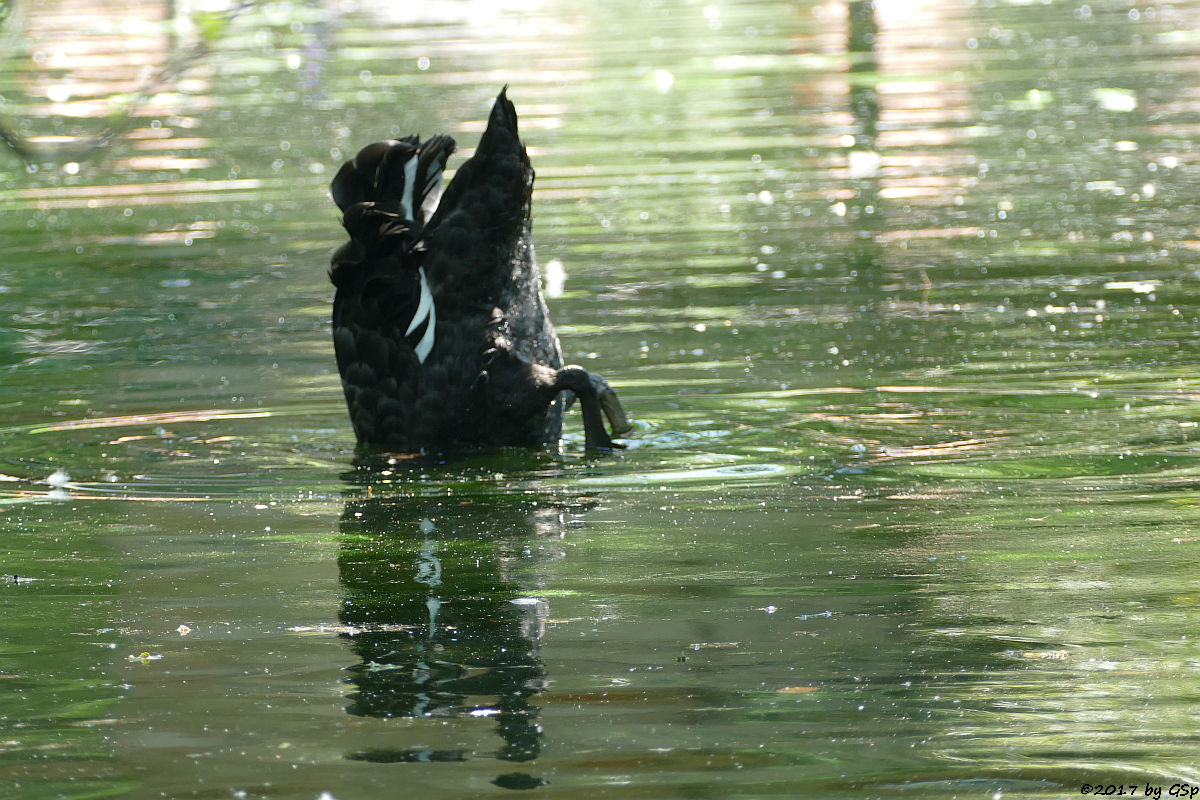 Schwarzer Schwan (Trauerschwan)