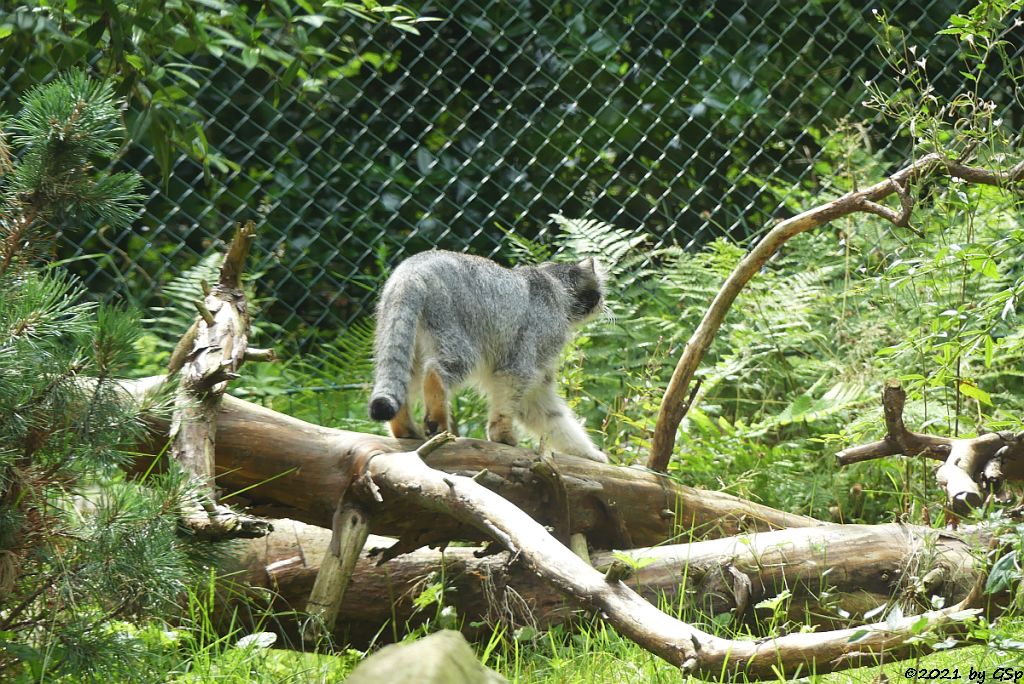 Mongolischer Manul (Sibirischer Manul)