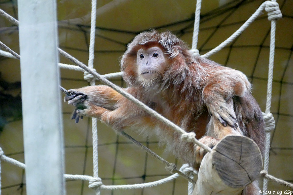 Schwarzer Haubenlangur