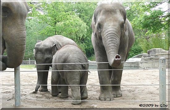 Shila, Shahrukh, Kandy