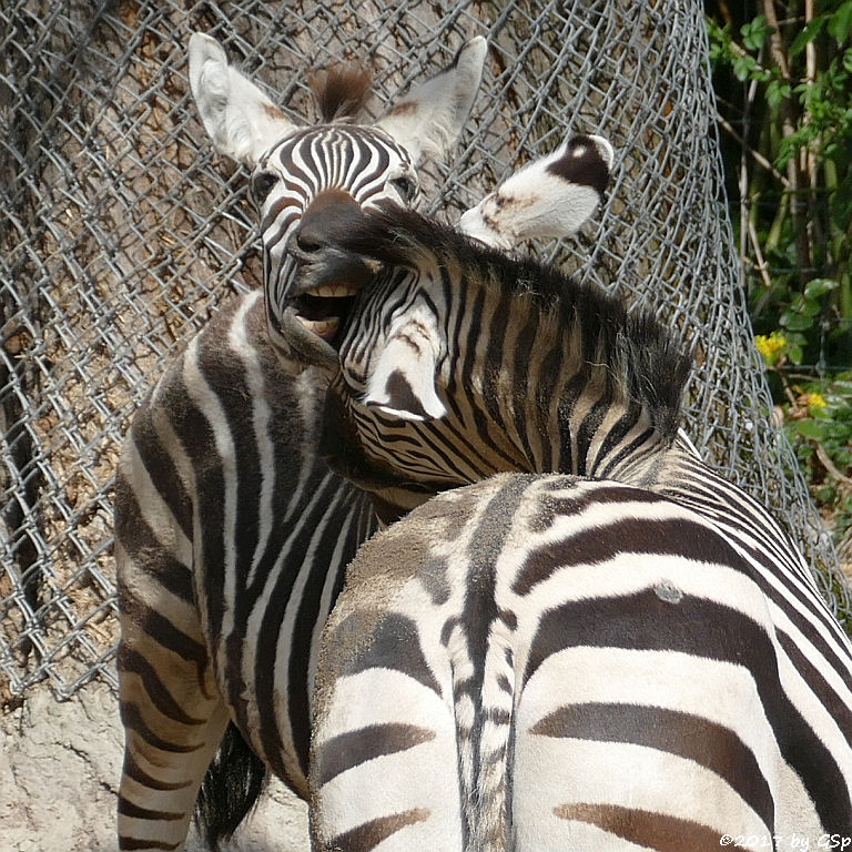 Böhm-Steppenzebra (Granz-Zebra)