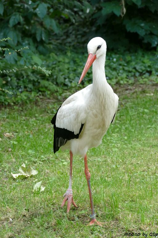 Europäischer Weißstorch