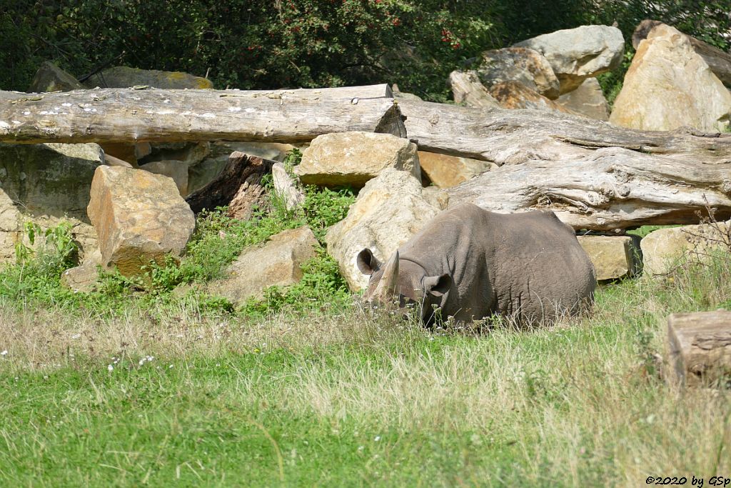 Ostafrikanisches Spitzmaulnashorn (Östliches Spitzmaulnashorn)