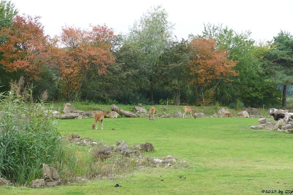 Weißnacken-Moorantilope (Mrs. Grays Wasserbock)