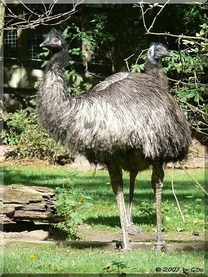 Emu