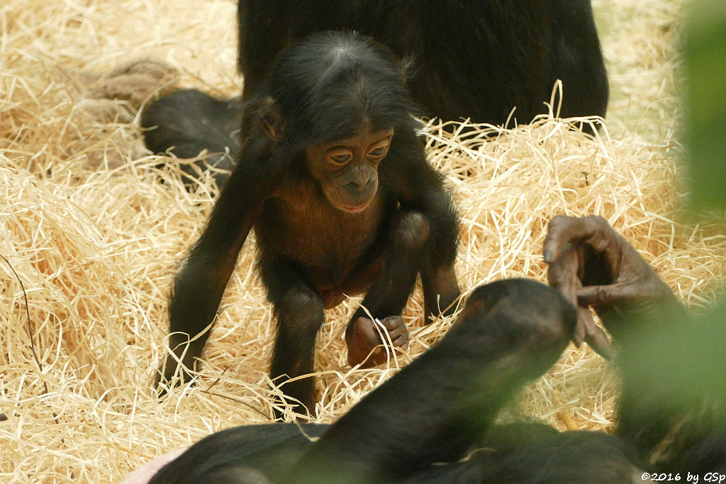 Bonobo BINA, geb. am 3.4.15 (1 Jahr alt)