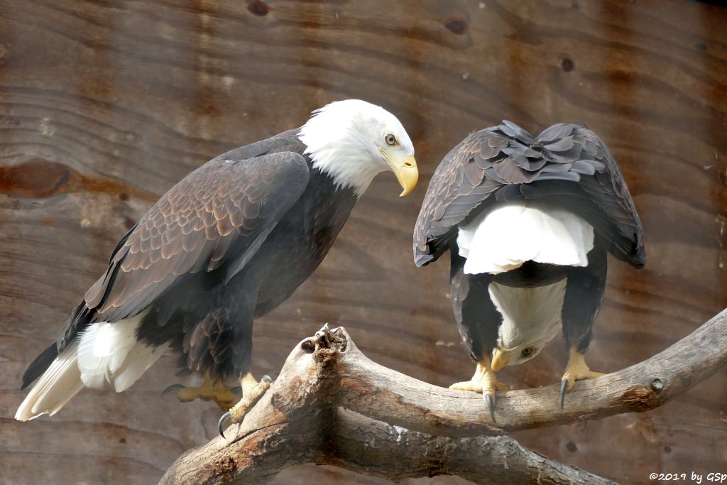 Weißkopf-Seeadler