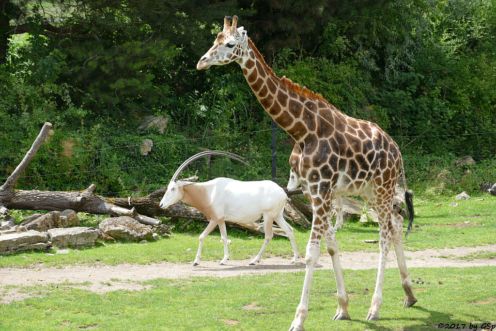 Säbelantilope, Rothschildgiraffe (Uganda-Giraffe, Baringo-Giraffe)