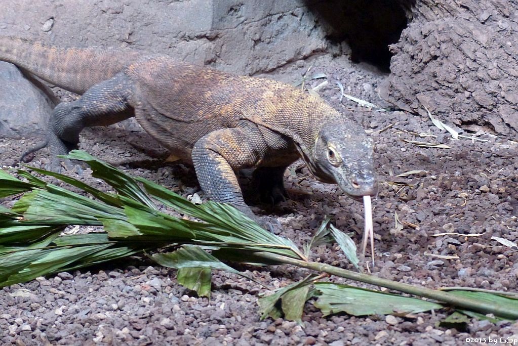 Komodowaran