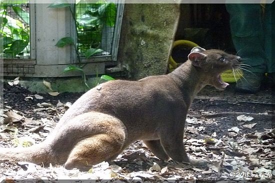 Fossa