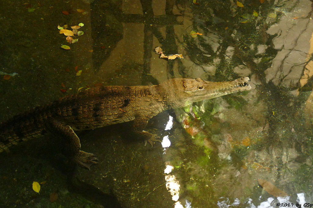 Australisches Süßwasserkrokodil (Johnstonkrokodil)