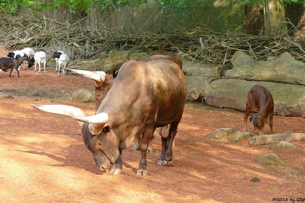 Somaliaschaf (Somali-Schwarzkopfschaf), Watussi-Rind (Ankole, Ankolerind)