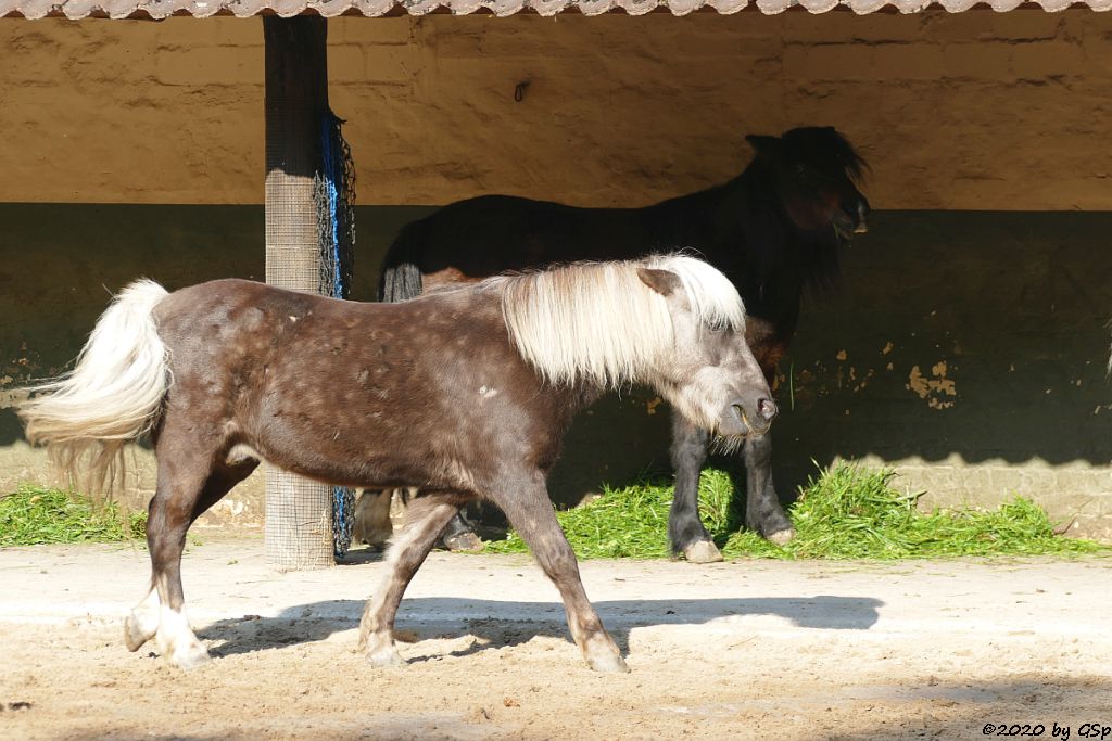 Kamtschatkabär