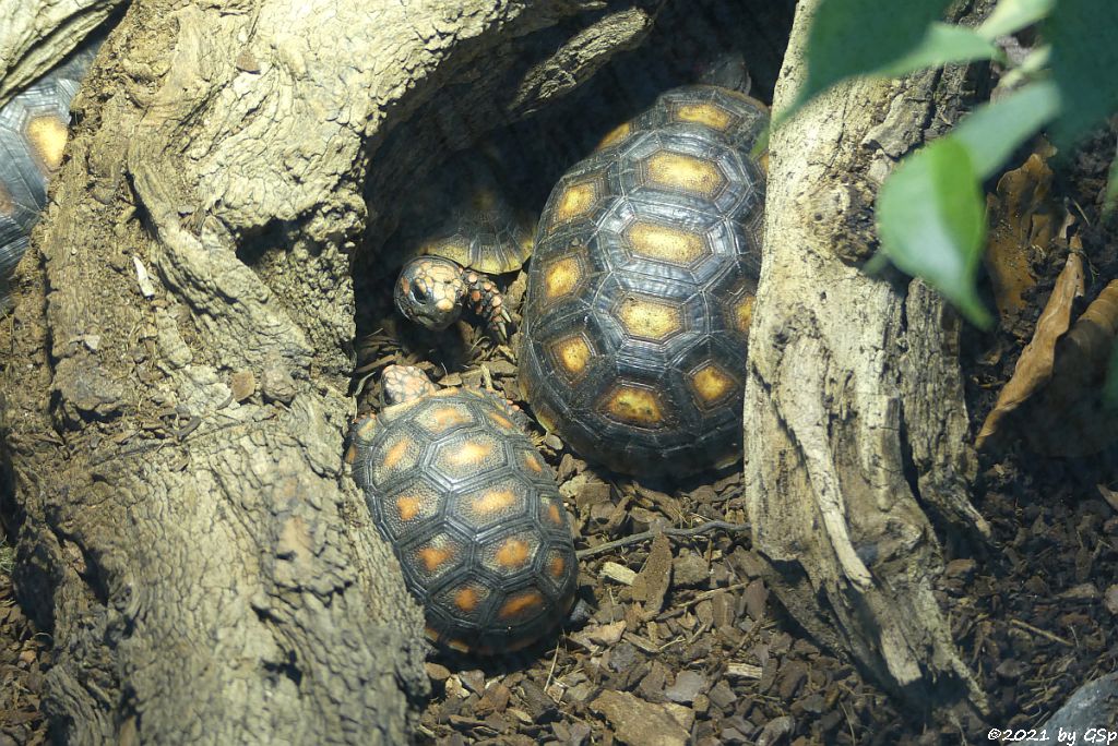 Nachwuchs der Köhlerschildkröten, geschl. 2020 und 2021 im Schildkrötenkindergarten