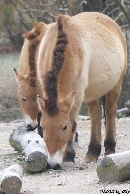 Przewalski-Pferd (Przewalski-Urwildpferd, Asiatisches Wildpferd)