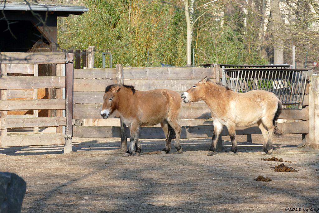 Przewalskipferd (Przewalski-Urwildpferd, Asiatisches Wildpferd)