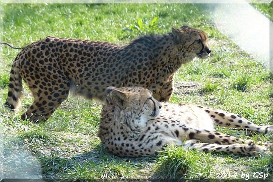 Gepard