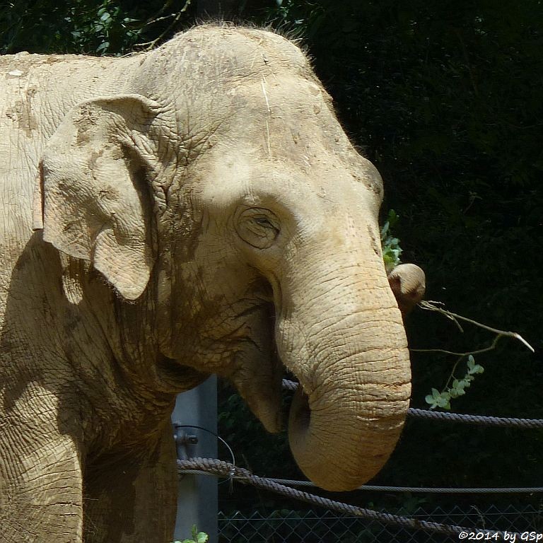 Asiatischer Elefant BURMA