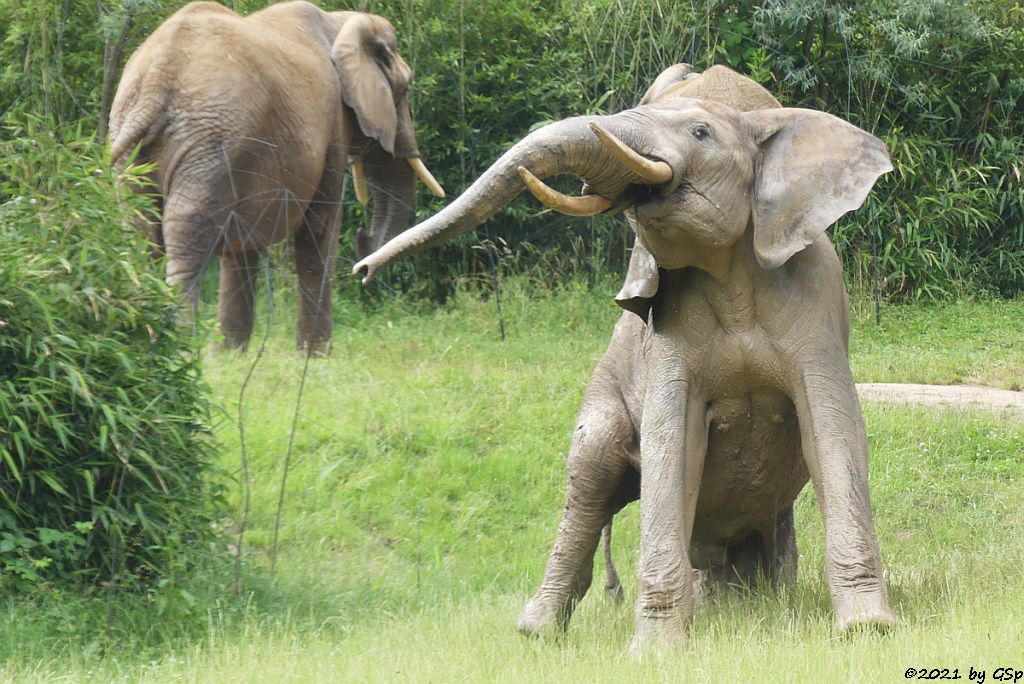 LILAK, TAMO, KARIBA