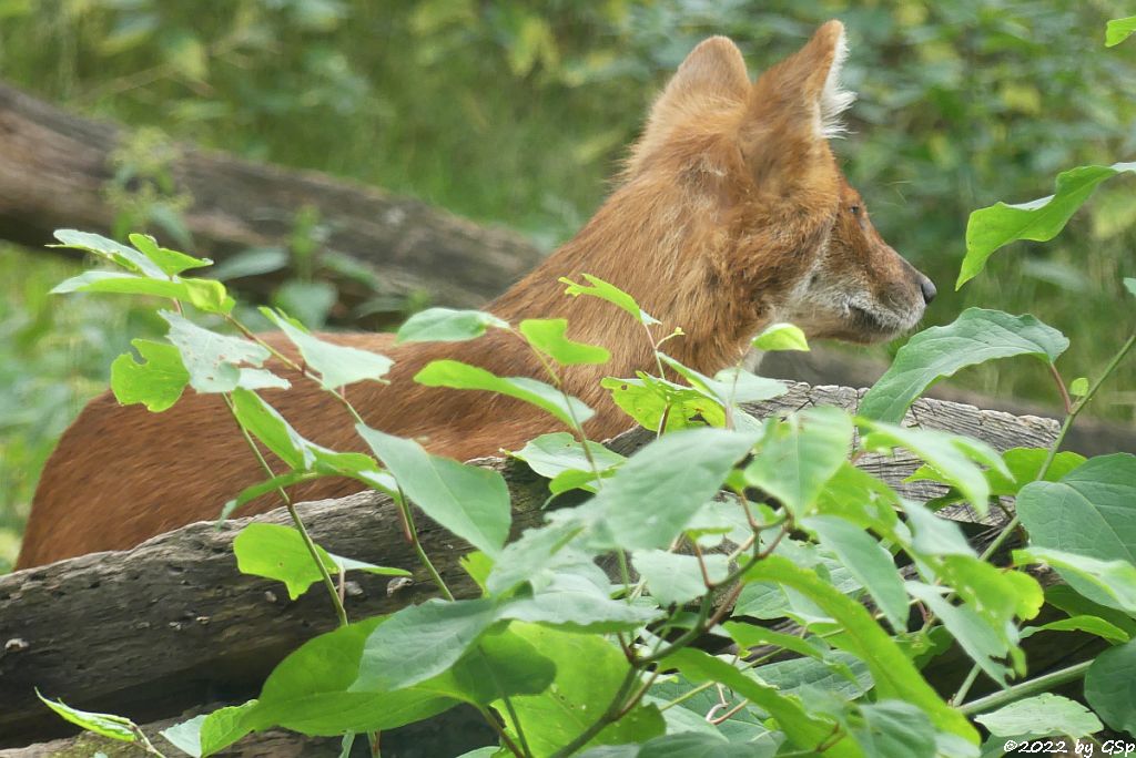 Kiangsi-Rothund (Kiangsi-Alpenwolf)