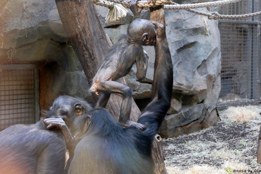 Bonobo (Zwergschimpanse)