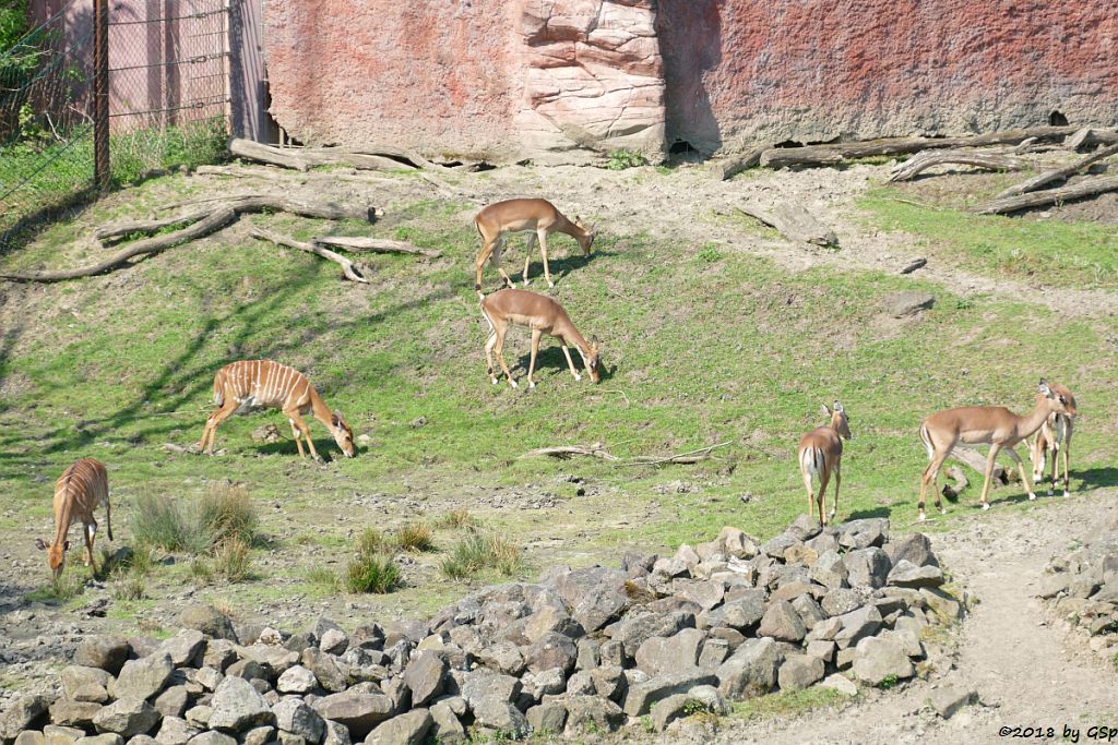 Nyala (Tieflandnyala, Flachlandnyala), Gewöhnliche Impala (Schwarzfersenantilope)