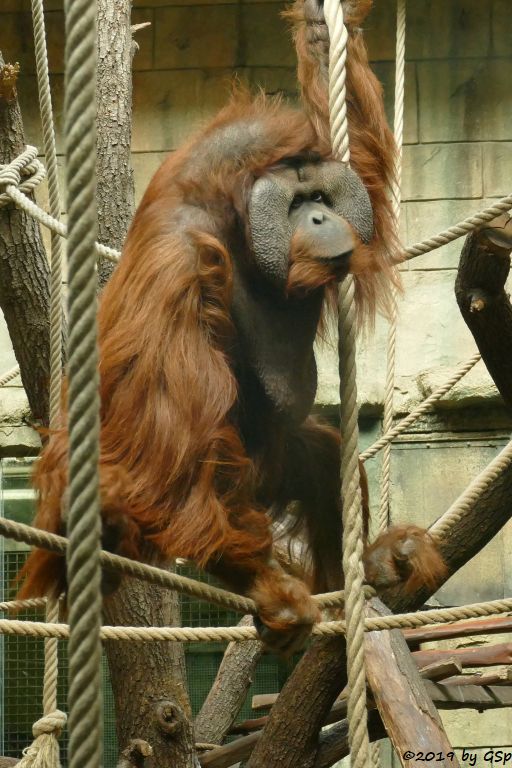 Borneo-Orang-Utan