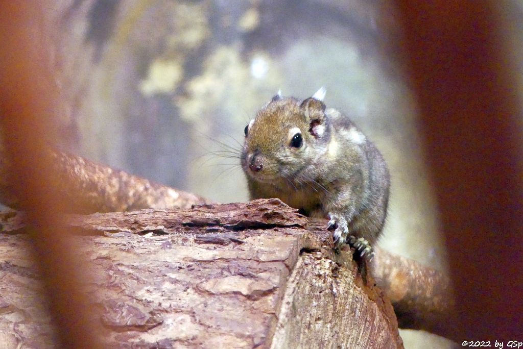 Chinesischen Zwergstreifenhörnchen (Chinesisches Baumhörnchen, Swinhoe-Zwergstreifenhörnchen)