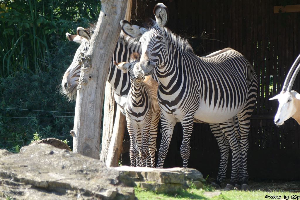 Grévy-Zebra, Säbelantilope