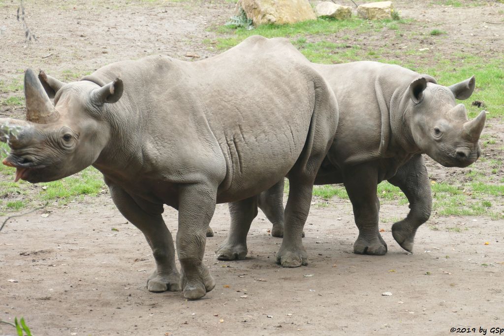 Ostafrikanisches Spitzmaulnashorn (Östliches Spitzmaulnashorn)