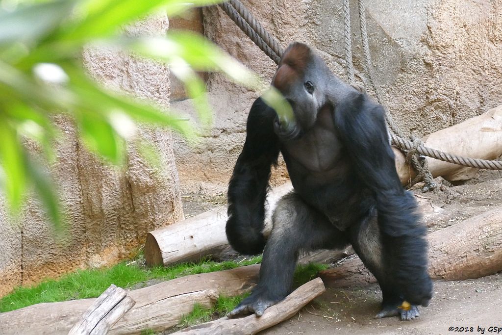 Flachlandgorilla ABEEKU