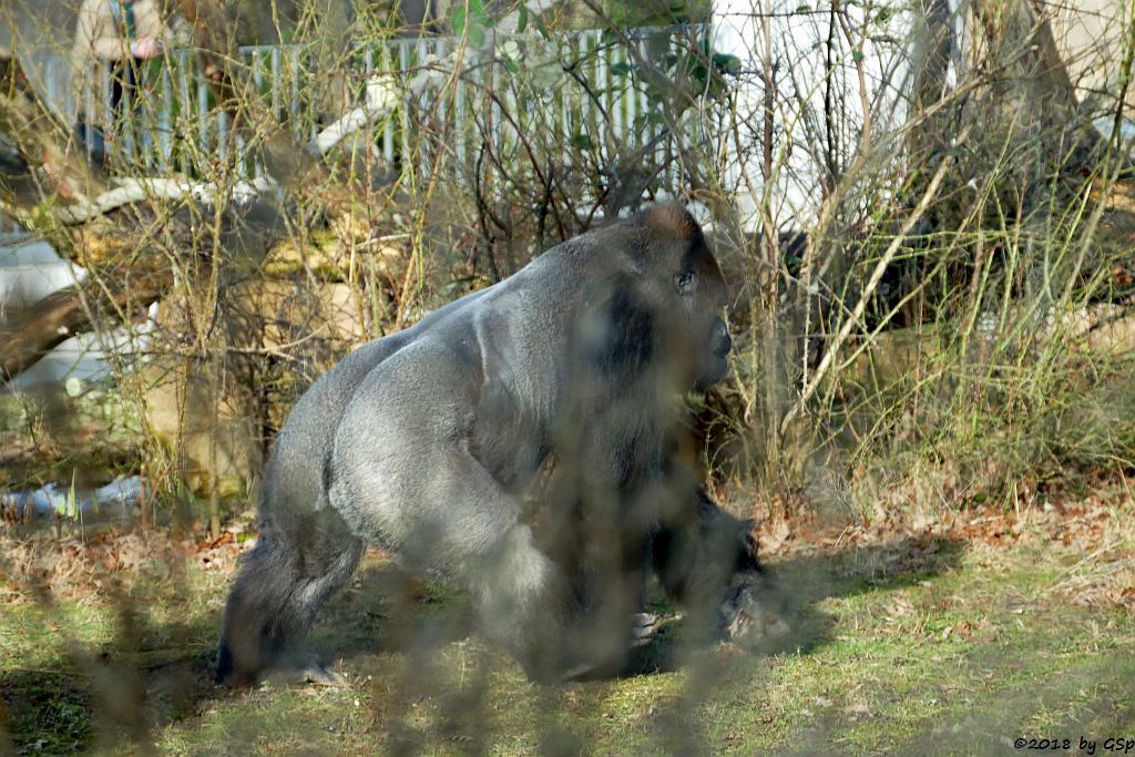 Flachlandgorilla TUANA mit Jungtier, geb. 11.1.18 (2 Wochen alt)