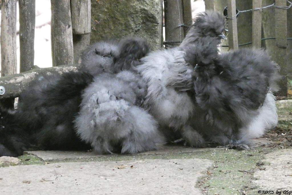 Chinsesisches Wollhuhn