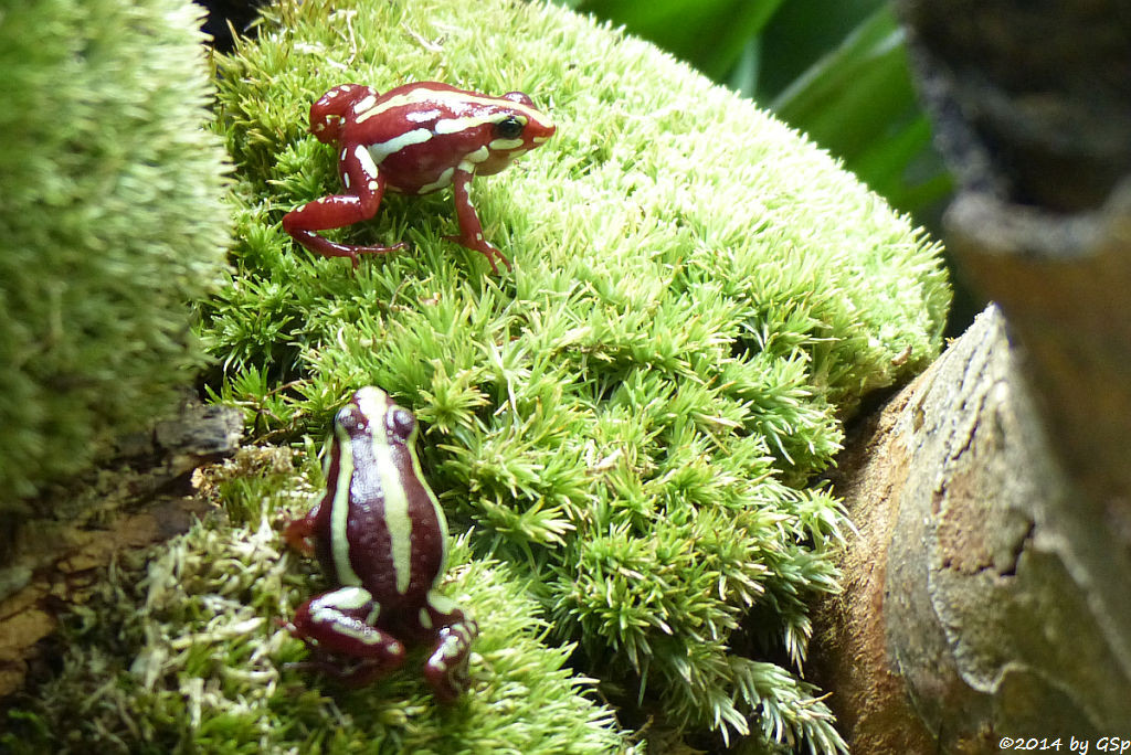 El-Oro-Blattsteiger (Dreistreifen-Baumsteigerfrosch)