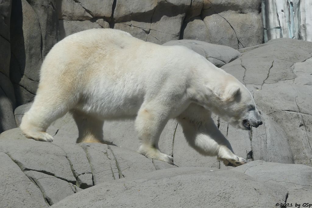 Eisbär (Polarbär)