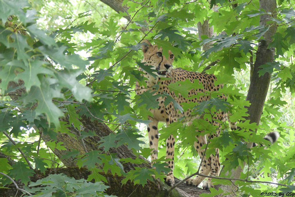 Südafrikanischer Gepard