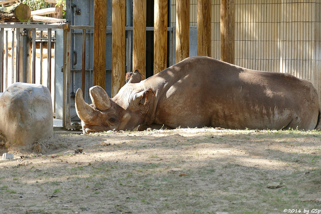 Spitzmaulnashorn KALUSHO