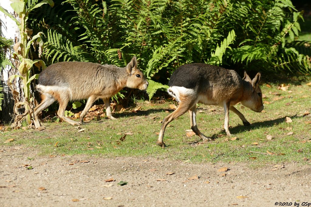 Großer Pampashase (Große Mara, Großer Mara)